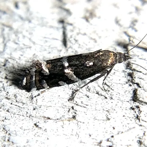 Drymoana blanchardi - Hodges#2336.2 - photo 3