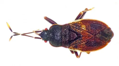 Drymus brunneus