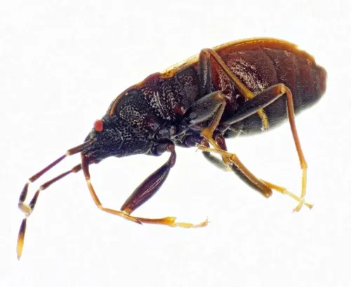 Drymus brunneus - photo 2