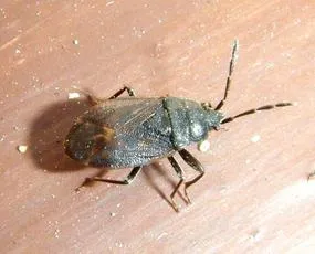 Drymus brunneus - photo 4