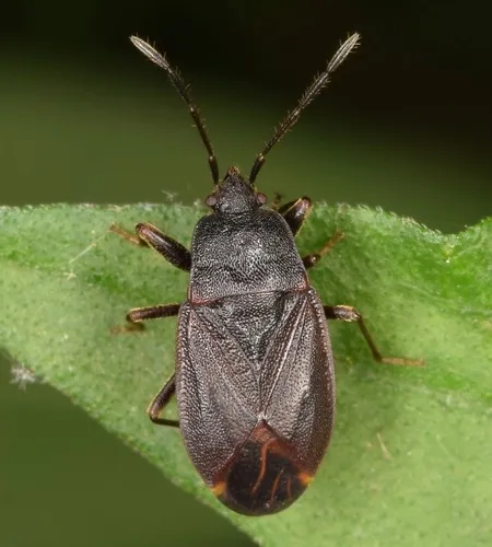 Drymus crassus