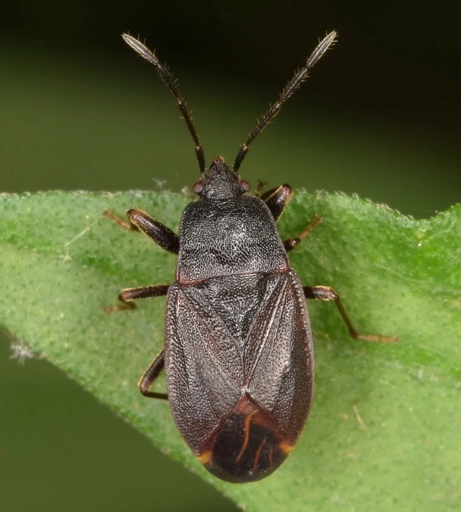 Drymus crassus - photo 2