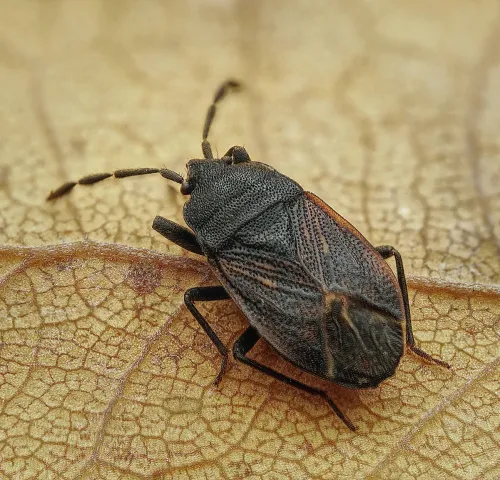 Drymus ryei - Drymus ryei