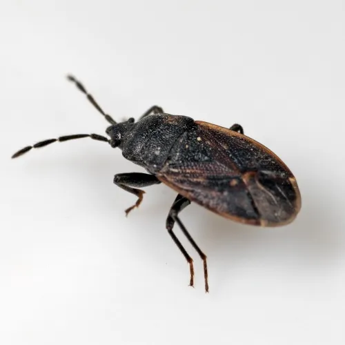 Drymus ryei - photo 2