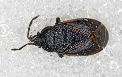 Drymus ryei - photo 3