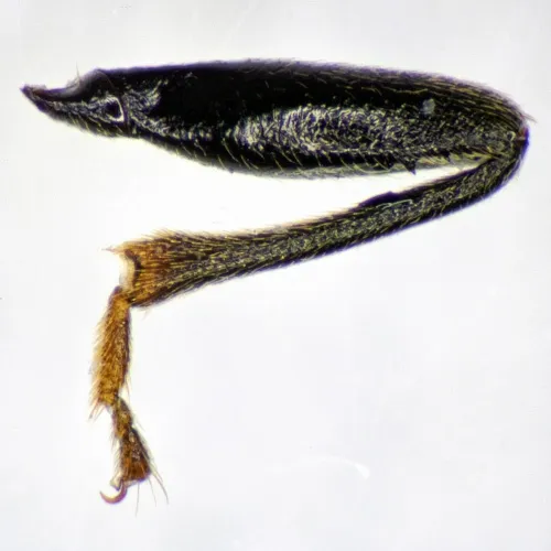 Drymus ryei - photo 4