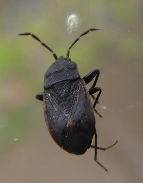 Drymus ryei - photo 5