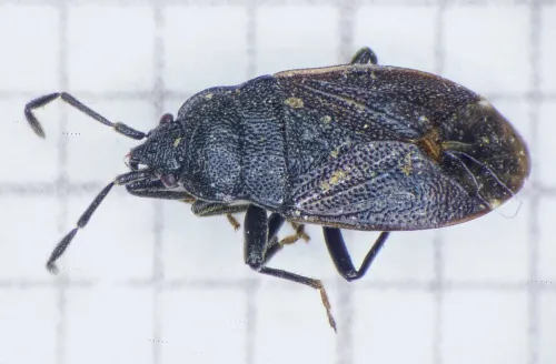 Drymus ryei - photo 6