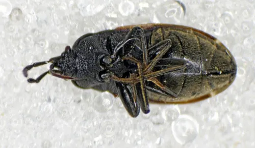 Drymus ryei - photo 7