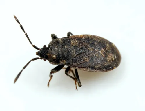 Drymus ryei - photo 8