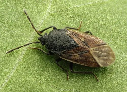 Drymus sylvaticus