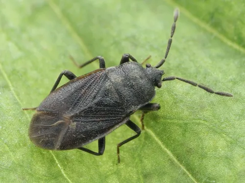 Drymus sylvaticus - photo 2