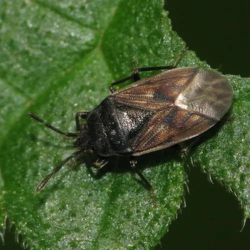 Drymus sylvaticus - photo 3