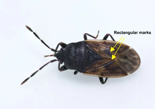 Drymus sylvaticus - photo 4