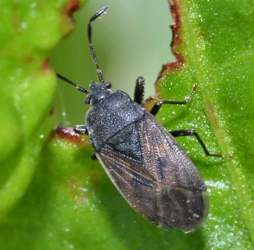 Drymus sylvaticus - photo 5