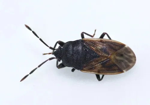 Drymus sylvaticus - photo 8