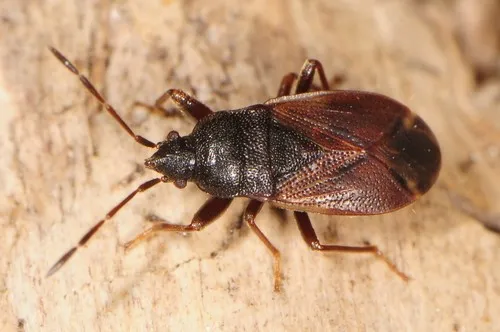 Drymus unus - Drymus unus