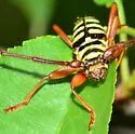 Six-banded Longhorn Beetle - photo 2