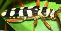 Six-banded Longhorn Beetle - photo 3