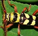 Six-banded Longhorn Beetle - photo 4