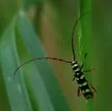 Six-banded Longhorn Beetle - photo 5