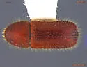 Dryocoetes affaber