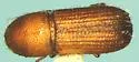 Dryocoetes granicollis