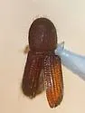 Dryocoetes granicollis - photo 4