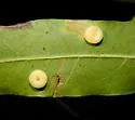Dryocosmus albidus - photo 2