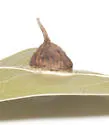 Dryocosmus archboldi - photo 4
