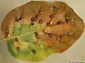 Two-horned Gall Wasp