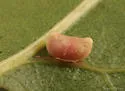 Two-horned Gall Wasp - photo 2
