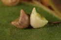 Two-horned Gall Wasp - photo 3