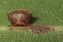 Two-horned Gall Wasp - photo 4