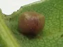 Two-horned Gall Wasp - photo 5