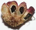 Dryocosmus favus