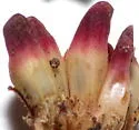 Dryocosmus favus - photo 3