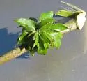 Dryocosmus floridensis