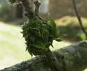Dryocosmus floridensis - photo 2