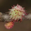 Dryocosmus floridensis - photo 4