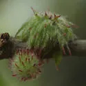 Dryocosmus floridensis - photo 5