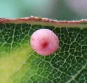 Pumpkin Gall Wasp