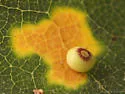Pumpkin Gall Wasp - photo 2
