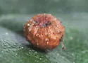 Pumpkin Gall Wasp - photo 3