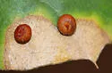 Pumpkin Gall Wasp - photo 4