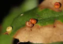 Pumpkin Gall Wasp - photo 5
