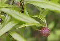 Dryocosmus quercuslaurifoliae