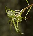 Dryocosmus quercuslaurifoliae - photo 3