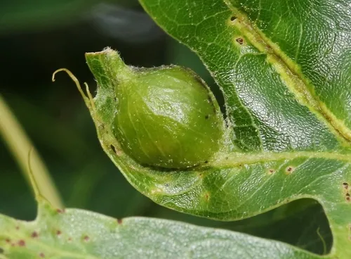 Dryocosmus quercusnotha - photo 3