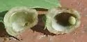 Succulent Oak Gall Wasp